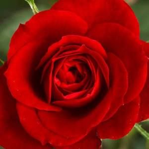 Meet your Posher, Rosa